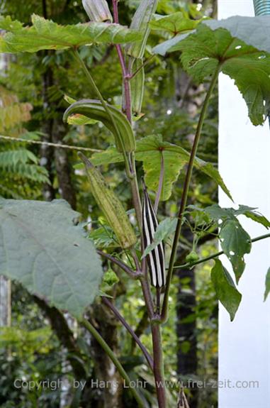 Thekkady, Abrahams Spice Garden, Okra_DSC7218_H600